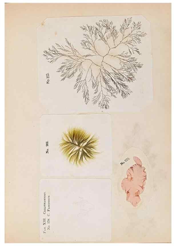 Reproducción/Reproduction 47841154981: Algae and corallines of the bay & harbor of New York /. New York :G.P. Putnam,1850.. 