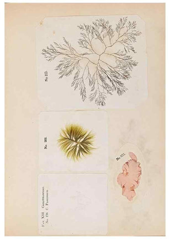 Reproducción/Reproduction 47841154981: Algae and corallines of the bay & harbor of New York /. New York :G.P. Putnam,1850.. 