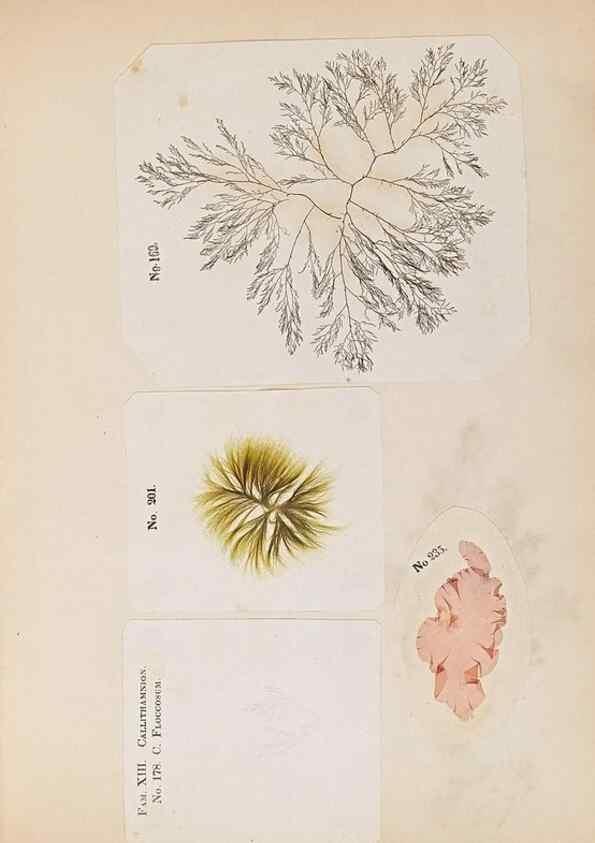 Reproducción/Reproduction 47841154981: Algae and corallines of the bay & harbor of New York /. New York :G.P. Putnam,1850.. 