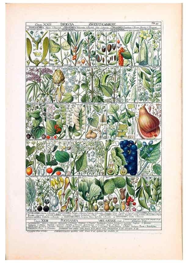 Reproducción/Reproduction 47788850442: Tabulae phytographicae,. Turici,Impensis J.H. Fuessli,1795-1804.. 