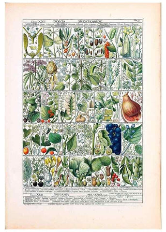 Reproducción/Reproduction 47788850442: Tabulae phytographicae,. Turici,Impensis J.H. Fuessli,1795-1804.. 