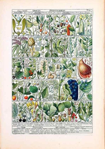 Reproducción/Reproduction 47788850442: Tabulae phytographicae,. Turici,Impensis J.H. Fuessli,1795-1804.. 
