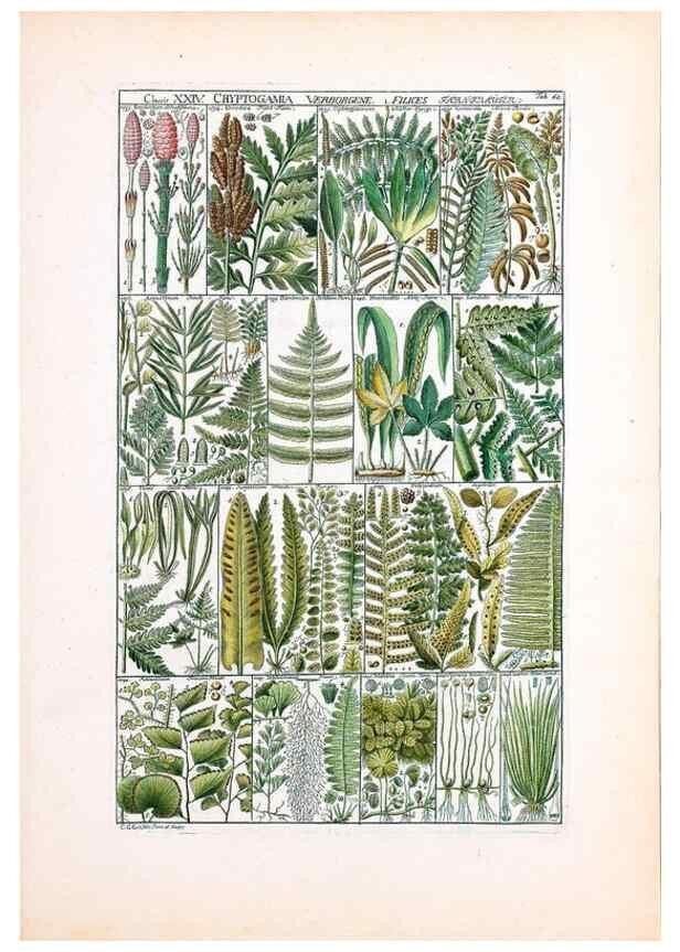 Reproducción/Reproduction 47051368594: Tabulae phytographicae,. Turici,Impensis J.H. Fuessli,1795-1804.. 