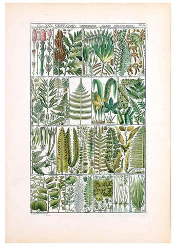 Reproducción/Reproduction 47051368594: Tabulae phytographicae,. Turici,Impensis J.H. Fuessli,1795-1804.. 
