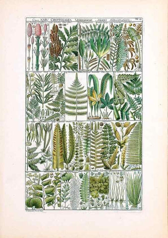 Reproducción/Reproduction 47051368594: Tabulae phytographicae,. Turici,Impensis J.H. Fuessli,1795-1804.. 
