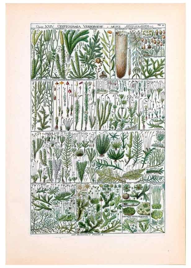 Reproducción/Reproduction 33963616868: Tabulae phytographicae,. Turici,Impensis J.H. Fuessli,1795-1804.. 