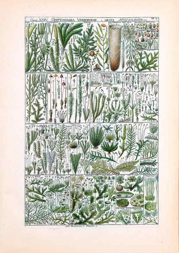 Reproducción/Reproduction 33963616868: Tabulae phytographicae,. Turici,Impensis J.H. Fuessli,1795-1804.. 