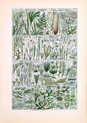 Reproducción/Reproduction 33963616868: Tabulae phytographicae,. Turici,Impensis J.H. Fuessli,1795-1804.. 