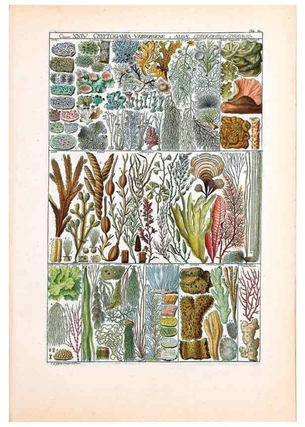 Reproducción/Reproduction 40874217953: Tabulae phytographicae,. Turici,Impensis J.H. Fuessli,1795-1804.. 