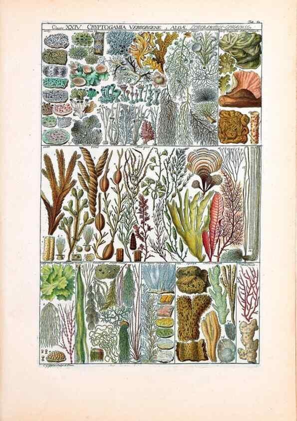 Reproducción/Reproduction 40874217953: Tabulae phytographicae,. Turici,Impensis J.H. Fuessli,1795-1804.. 