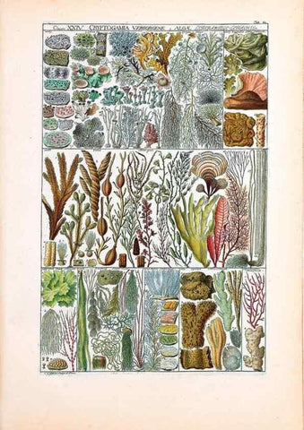 Reproducción/Reproduction 40874217953: Tabulae phytographicae,. Turici,Impensis J.H. Fuessli,1795-1804.. 
