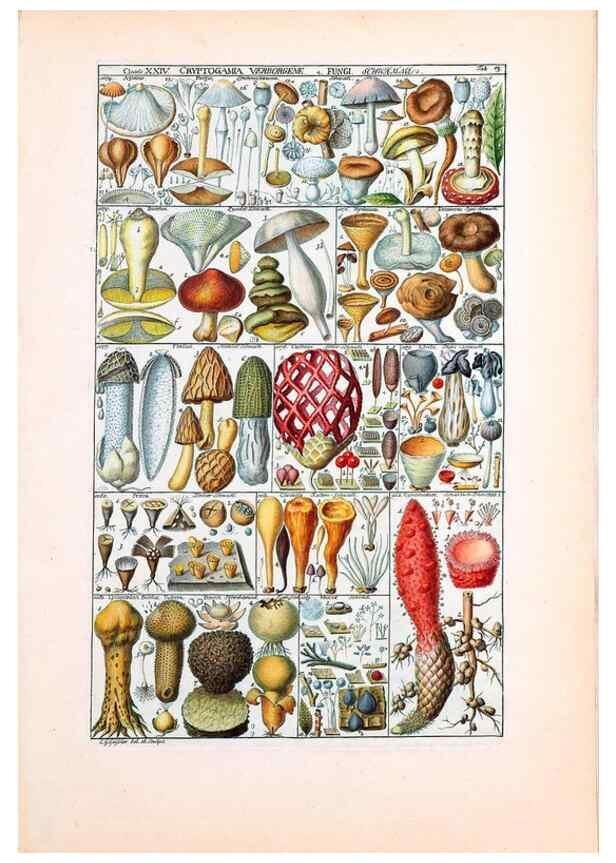Reproducción/Reproduction 47841009411: Tabulae phytographicae,. Turici,Impensis J.H. Fuessli,1795-1804.. 