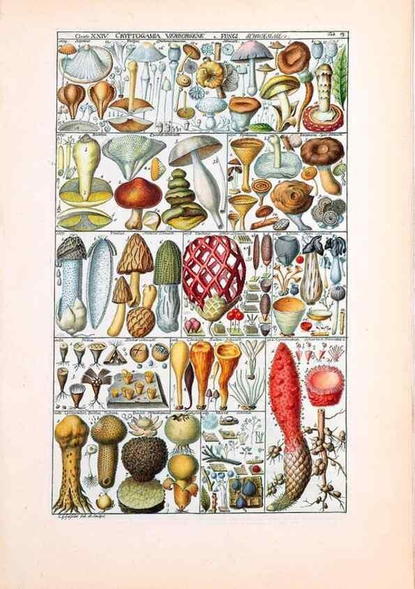 Reproducción/Reproduction 47841009411: Tabulae phytographicae,. Turici,Impensis J.H. Fuessli,1795-1804.. 