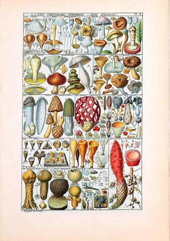 Reproducción/Reproduction 47841009411: Tabulae phytographicae,. Turici,Impensis J.H. Fuessli,1795-1804.. 