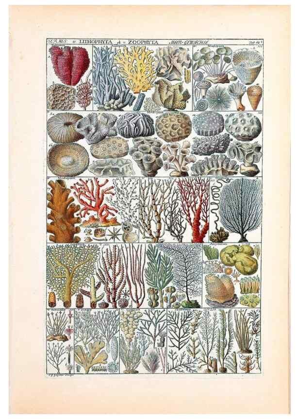 Reproducción/Reproduction 40874219213: Tabulae phytographicae,. Turici,Impensis J.H. Fuessli,1795-1804.. 