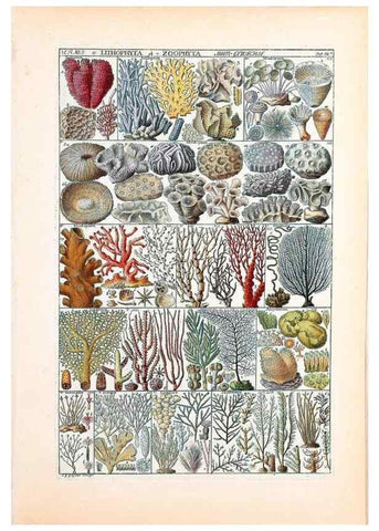 Reproducción/Reproduction 40874219213: Tabulae phytographicae,. Turici,Impensis J.H. Fuessli,1795-1804.. 