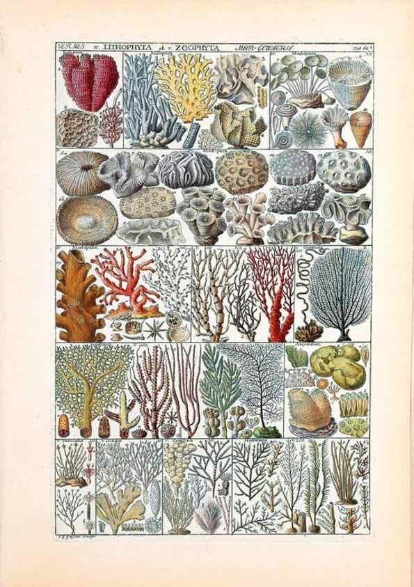 Reproducción/Reproduction 40874219213: Tabulae phytographicae,. Turici,Impensis J.H. Fuessli,1795-1804.. 