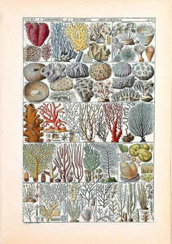 Reproducción/Reproduction 40874219213: Tabulae phytographicae,. Turici,Impensis J.H. Fuessli,1795-1804.. 
