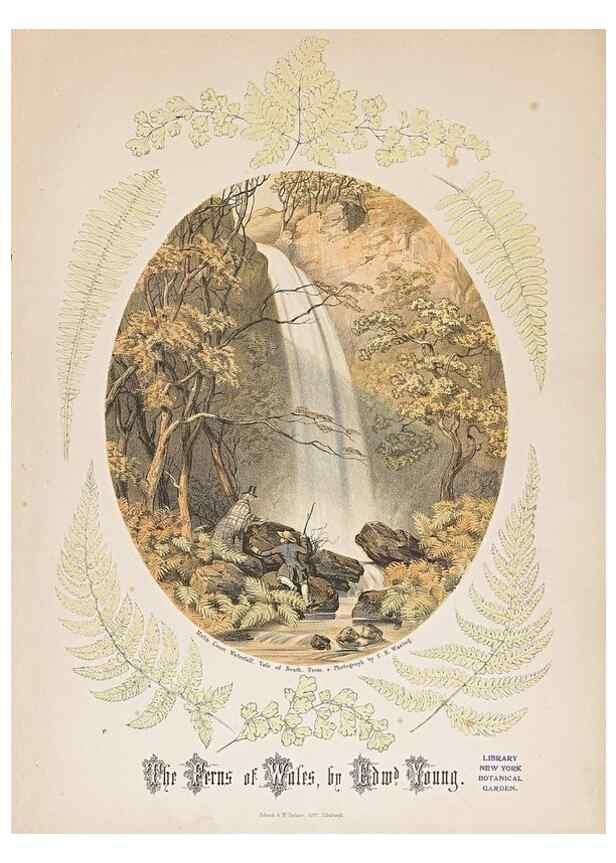 Reproducción/Reproduction 47788954262: The ferns of Wales.. Heath,T. Thomas,1856.. 