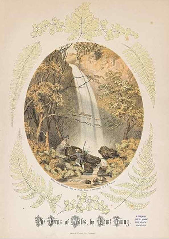 Reproducción/Reproduction 47788954262: The ferns of Wales.. Heath,T. Thomas,1856.. 