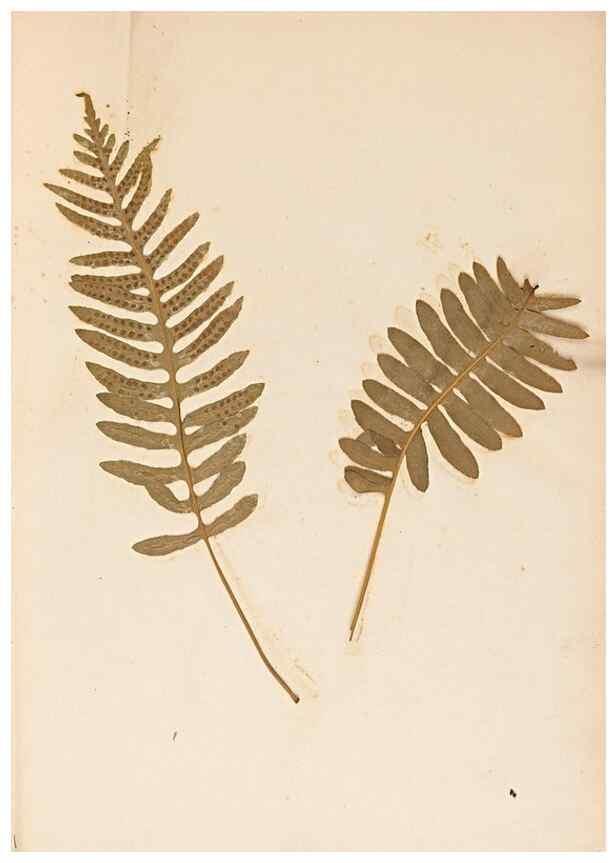 Reproducción/Reproduction 46924762015: The ferns of Wales.. Heath,T. Thomas,1856.. 