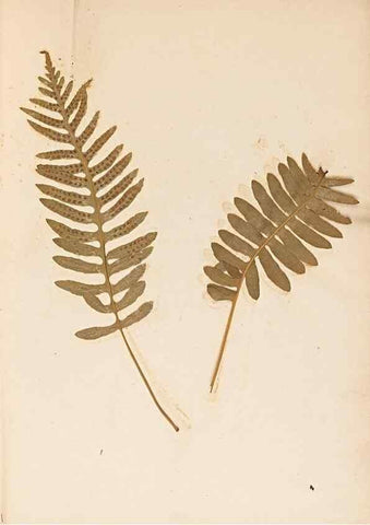 Reproducción/Reproduction 46924762015: The ferns of Wales.. Heath,T. Thomas,1856.. 