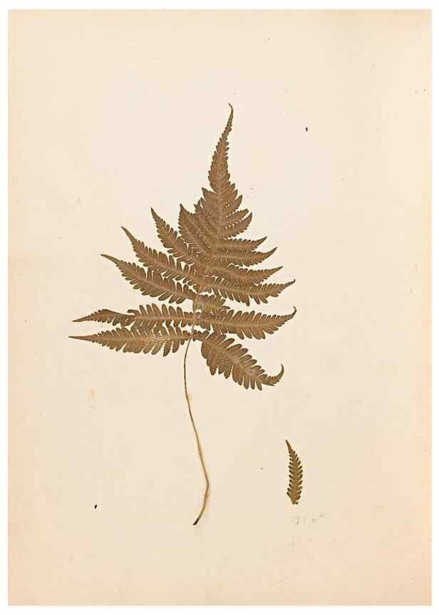 Reproducción/Reproduction 47841096581: The ferns of Wales.. Heath,T. Thomas,1856.. 