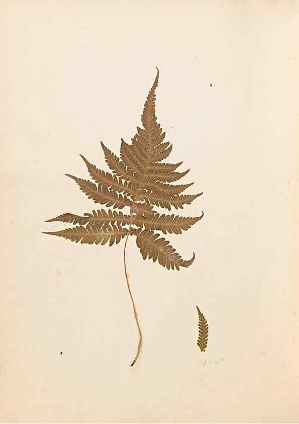 Reproducción/Reproduction 47841096581: The ferns of Wales.. Heath,T. Thomas,1856.. 