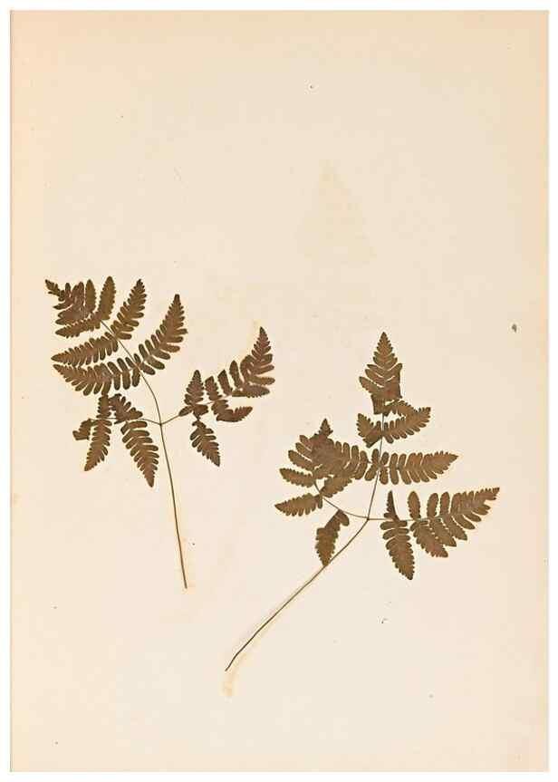 Reproducción/Reproduction 46924762775: The ferns of Wales.. Heath,T. Thomas,1856.. 