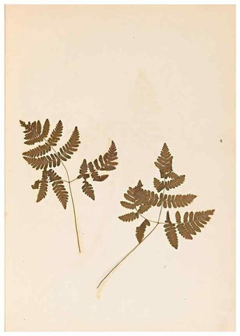 Reproducción/Reproduction 46924762775: The ferns of Wales.. Heath,T. Thomas,1856.. 