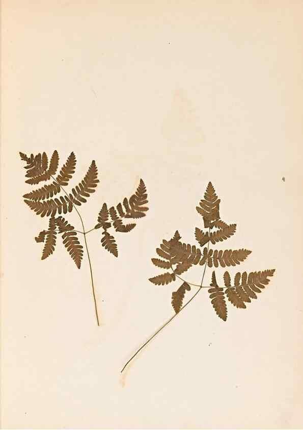 Reproducción/Reproduction 46924762775: The ferns of Wales.. Heath,T. Thomas,1856.. 