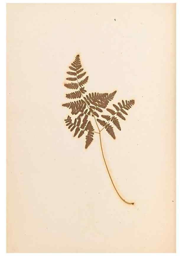 Reproducción/Reproduction 33963712168: The ferns of Wales.. Heath,T. Thomas,1856.. 