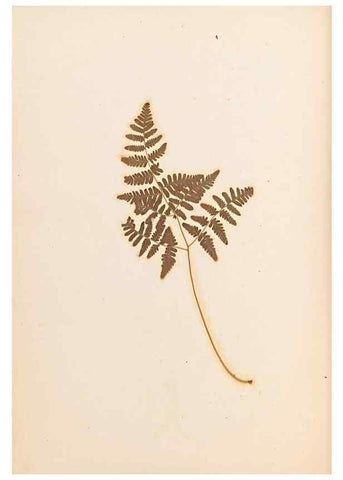 Reproducción/Reproduction 33963712168: The ferns of Wales.. Heath,T. Thomas,1856.. 