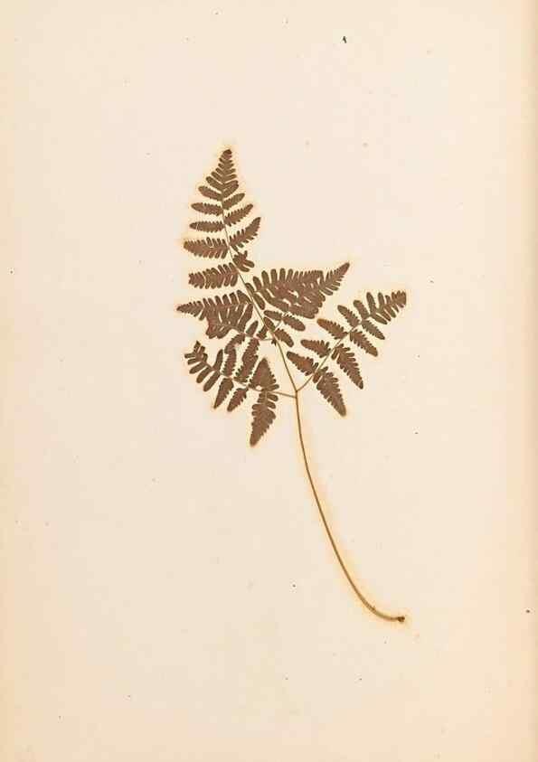 Reproducción/Reproduction 33963712168: The ferns of Wales.. Heath,T. Thomas,1856.. 