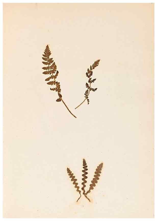 Reproducción/Reproduction 40874331133: The ferns of Wales.. Heath,T. Thomas,1856.. 