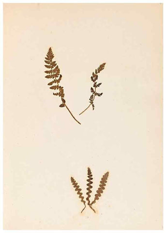 Reproducción/Reproduction 40874331133: The ferns of Wales.. Heath,T. Thomas,1856.. 