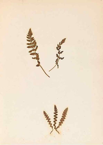 Reproducción/Reproduction 40874331133: The ferns of Wales.. Heath,T. Thomas,1856.. 