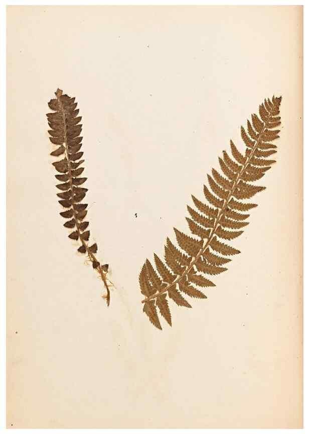 Reproducción/Reproduction 32897125307: The ferns of Wales.. Heath,T. Thomas,1856.. 