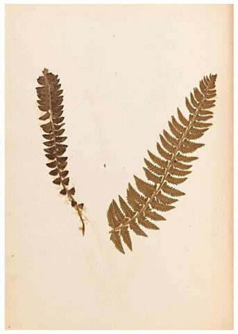 Reproducción/Reproduction 32897125307: The ferns of Wales.. Heath,T. Thomas,1856.. 