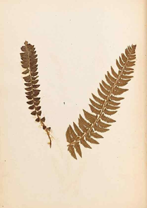 Reproducción/Reproduction 32897125307: The ferns of Wales.. Heath,T. Thomas,1856.. 