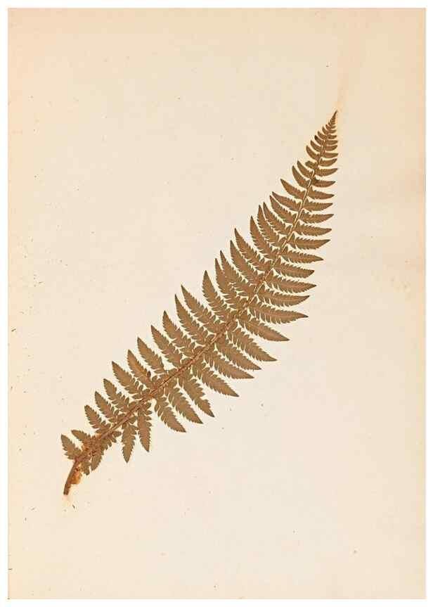 Reproducción/Reproduction 47841099651: The ferns of Wales.. Heath,T. Thomas,1856.. 