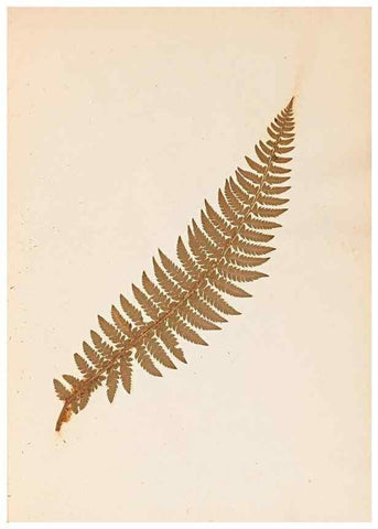 Reproducción/Reproduction 47841099651: The ferns of Wales.. Heath,T. Thomas,1856.. 
