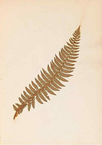 Reproducción/Reproduction 47841099651: The ferns of Wales.. Heath,T. Thomas,1856.. 