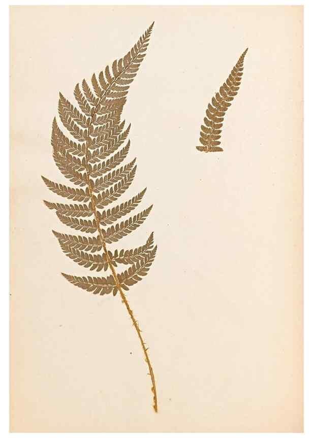 Reproducción/Reproduction 47841100461: The ferns of Wales.. Heath,T. Thomas,1856.. 