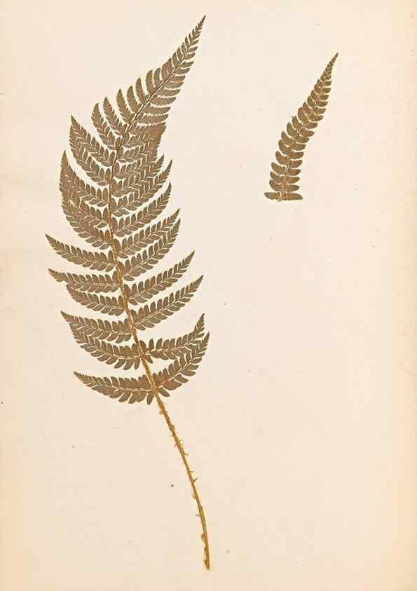 Reproducción/Reproduction 47841100461: The ferns of Wales.. Heath,T. Thomas,1856.. 