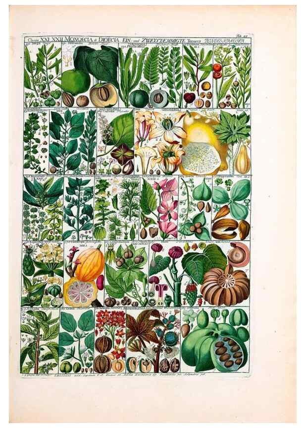 Reproducción/Reproduction 46924660115: Tabulae phytographicae,. Turici,Impensis J.H. Fuessli,1795-1804.. 