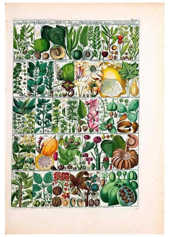 Reproducción/Reproduction 46924660115: Tabulae phytographicae,. Turici,Impensis J.H. Fuessli,1795-1804.. 