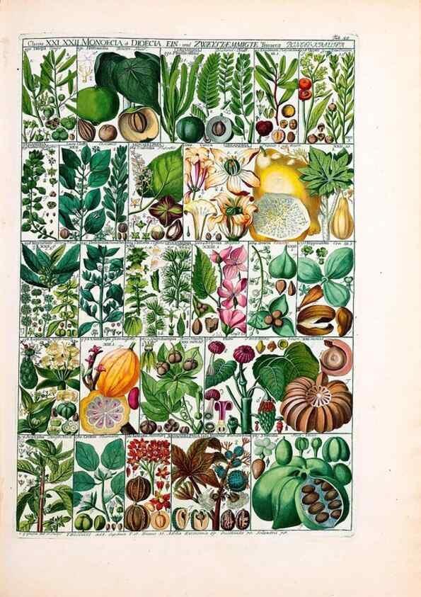 Reproducción/Reproduction 46924660115: Tabulae phytographicae,. Turici,Impensis J.H. Fuessli,1795-1804.. 