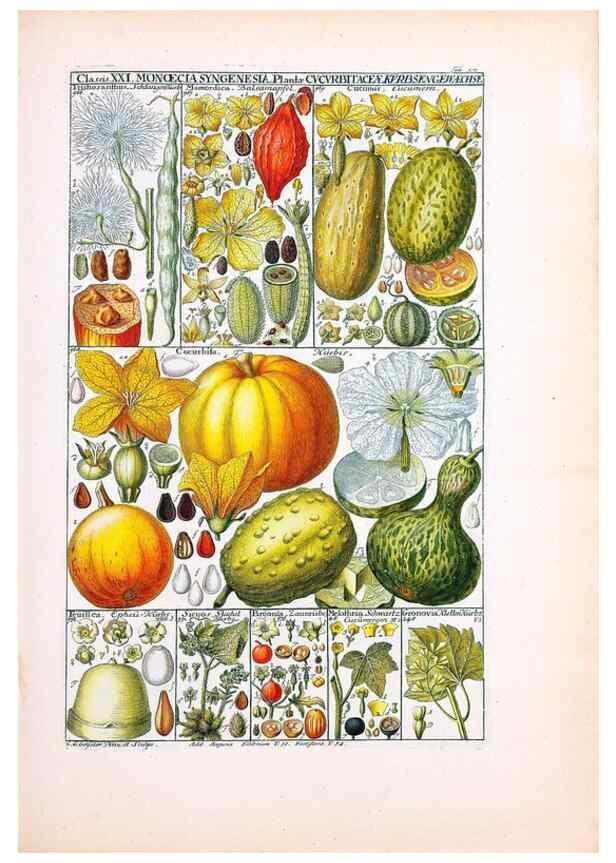 Reproducción/Reproduction 47841006501: Tabulae phytographicae,. Turici,Impensis J.H. Fuessli,1795-1804.. 