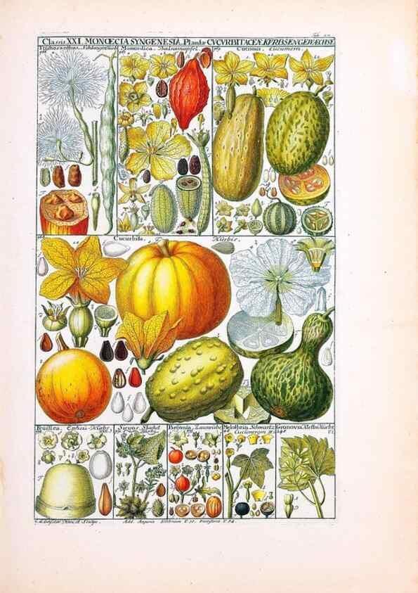 Reproducción/Reproduction 47841006501: Tabulae phytographicae,. Turici,Impensis J.H. Fuessli,1795-1804.. 